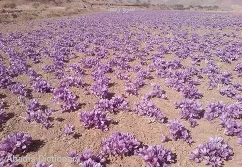 سرو زیبد